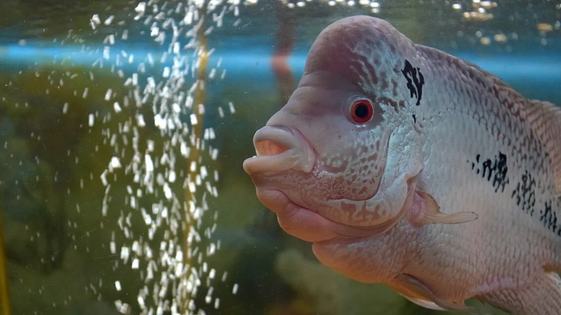 Light gray fish with large head hump and black markings swims right near bubbles in an aquarium